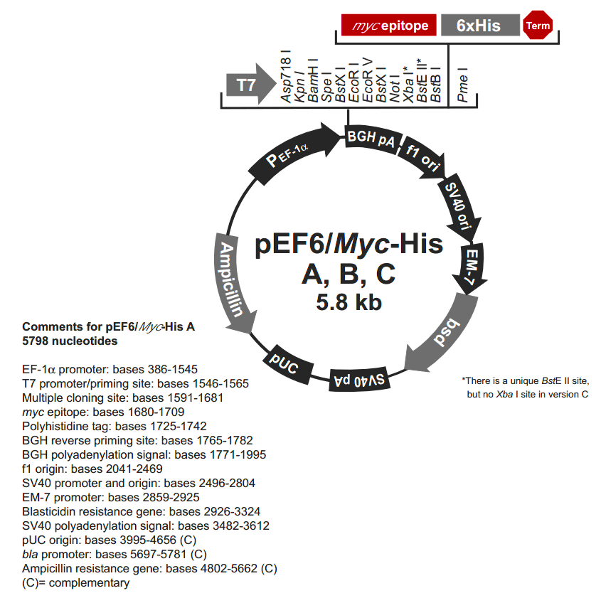 pEF6-Myc-His B载体图谱